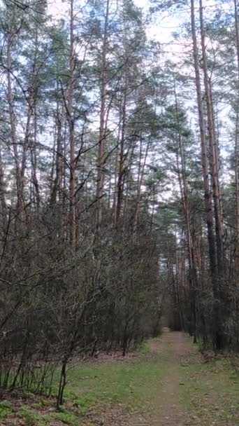 Vídeo vertical de la pequeña carretera en el bosque durante el día — Vídeos de Stock