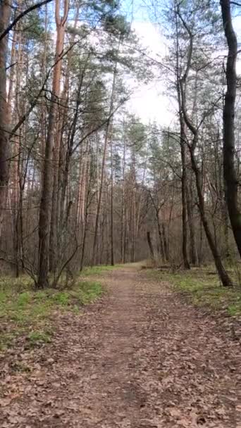 Вертикальное видео небольшой дороги в лесу в течение дня — стоковое видео