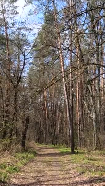 Vertical video of the small road in the forest during the day — Stock Video