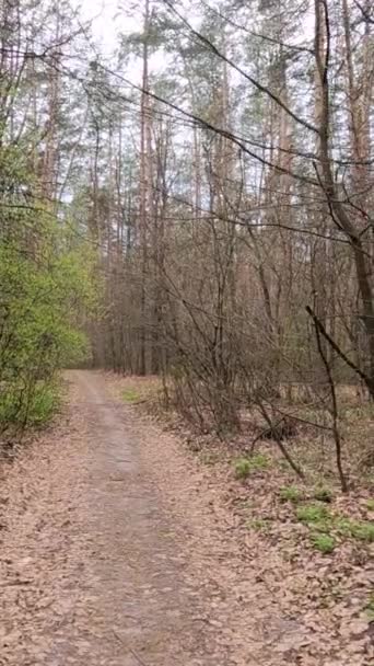 Vertikal video av den lilla vägen i skogen under dagen — Stockvideo