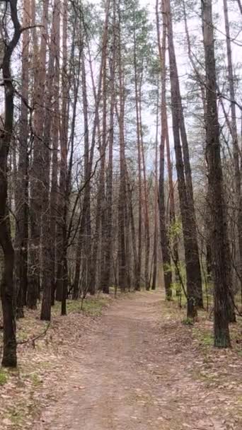 Vertikal video av den lilla vägen i skogen under dagen — Stockvideo