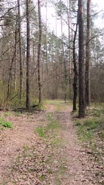 Video verticale della piccola strada nel bosco durante il giorno — Video Stock