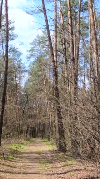 Vertikal video av den lilla vägen i skogen under dagen — Stockvideo