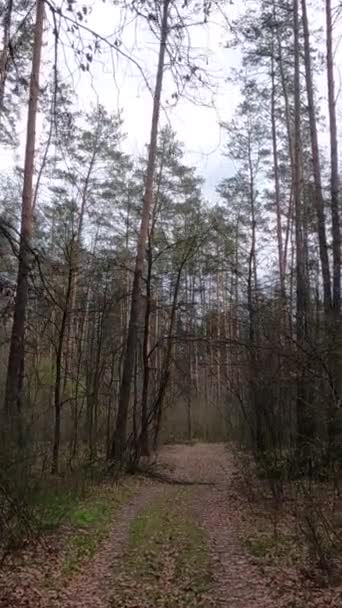 森林里的小道在白天的垂直录像 — 图库视频影像