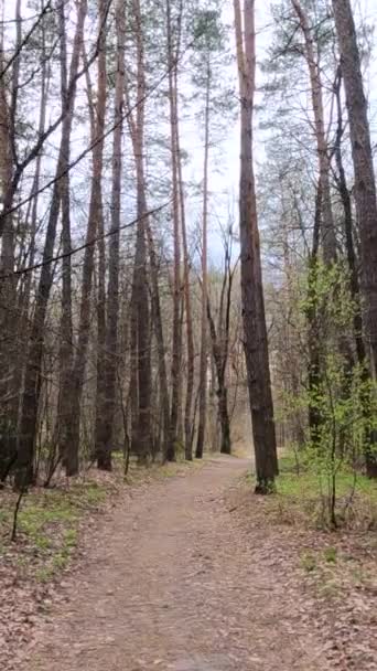 Video verticale della piccola strada nel bosco durante il giorno — Video Stock