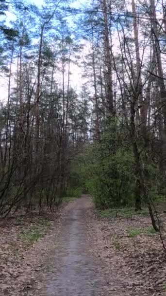 Video verticale della piccola strada nel bosco durante il giorno — Video Stock