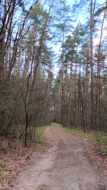Vertical video of the small road in the forest during the day — Stock Video