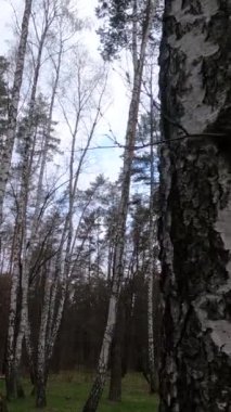 Huş ağacının öğleden sonra huş ağacıyla dikey videosu.