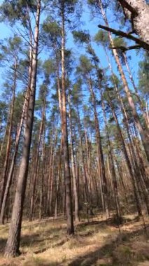 Gündüz ormanın dikey videosu