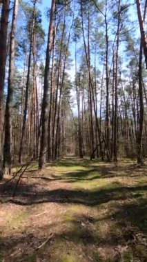 Gündüz ormanın dikey videosu