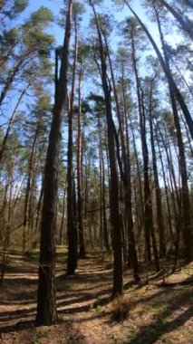 Gündüz ormanın dikey videosu