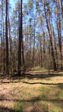 Gündüz ormanın dikey videosu