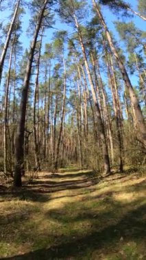 Gündüz ormanın dikey videosu