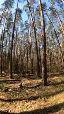 Gündüz ormanın dikey videosu