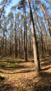 Gündüz ormanın dikey videosu