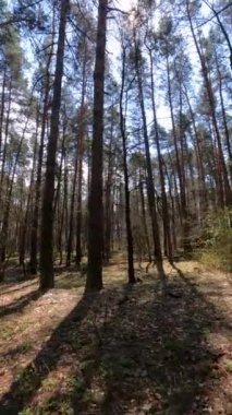 Gündüz ormanın dikey videosu