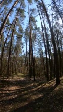 Gündüz ormanın dikey videosu