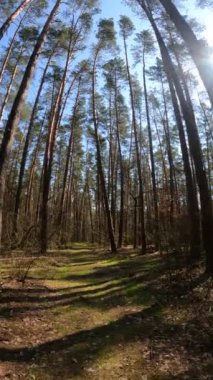 Gündüz ormanın dikey videosu