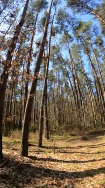 Gündüz ormanın dikey videosu