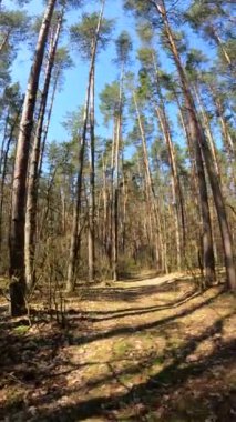 Gündüz ormanın dikey videosu