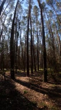 Gündüz ormanın dikey videosu