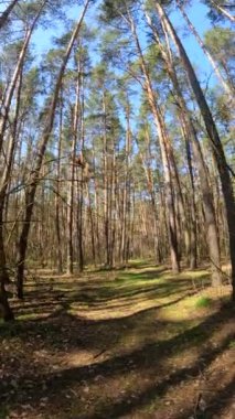 Gündüz ormanın dikey videosu