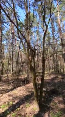 Gündüz ormanın dikey videosu