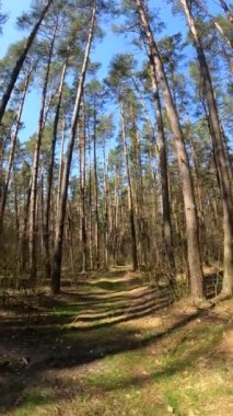 Gündüz ormanın dikey videosu