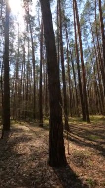 Gündüz ormanın dikey videosu