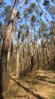 Gündüz ormanın dikey videosu