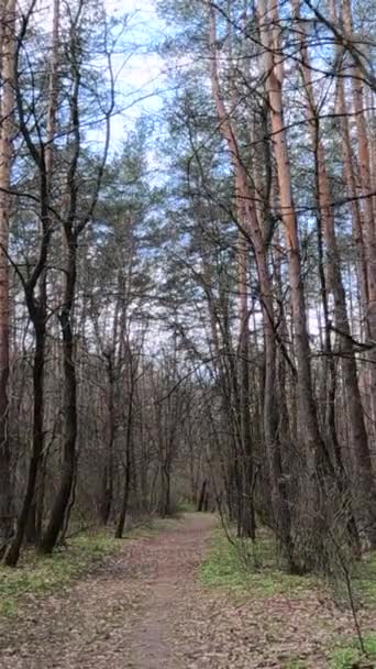 Vídeo vertical da pequena estrada na floresta durante o dia — Vídeo de Stock