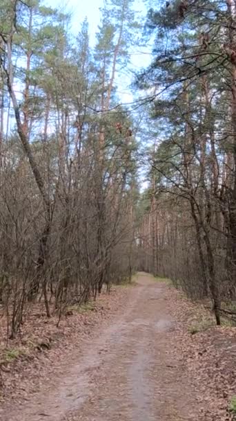 Vertikal video av den lilla vägen i skogen under dagen — Stockvideo