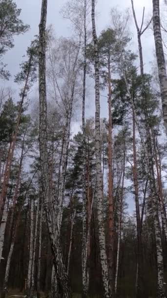 Video verticale della foresta di betulle con betulle nel pomeriggio — Video Stock