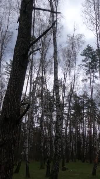 Vídeo vertical del bosque de abedules con abedules por la tarde — Vídeos de Stock