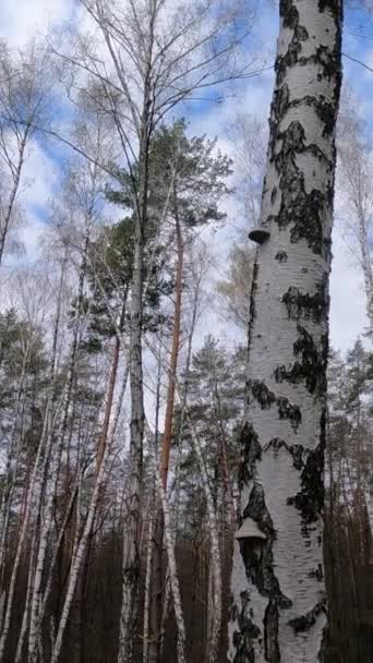 下午带桦树的桦树森林的垂直录像 — 图库视频影像