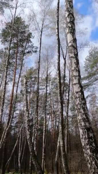 Video verticale della foresta di betulle con betulle nel pomeriggio — Video Stock