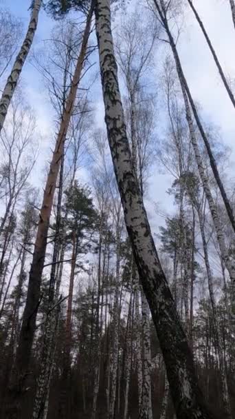 Вертикальне відео березового лісу з березою вдень — стокове відео