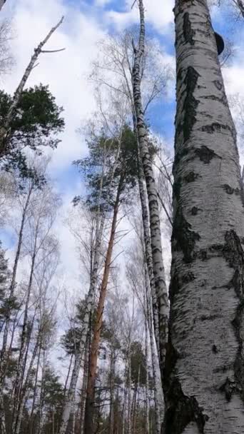 Video verticale della foresta di betulle con betulle nel pomeriggio — Video Stock