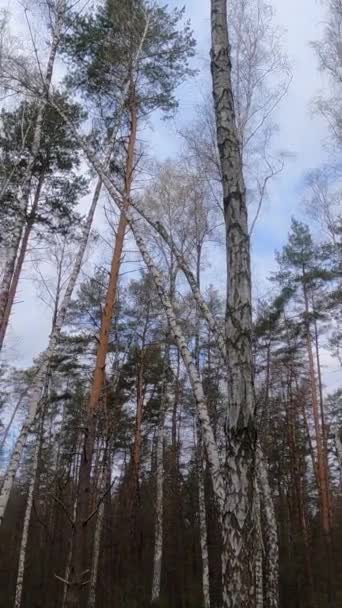 Вертикальне відео березового лісу з березою вдень — стокове відео