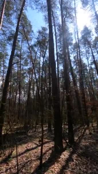 Vídeo vertical da floresta durante o dia — Vídeo de Stock