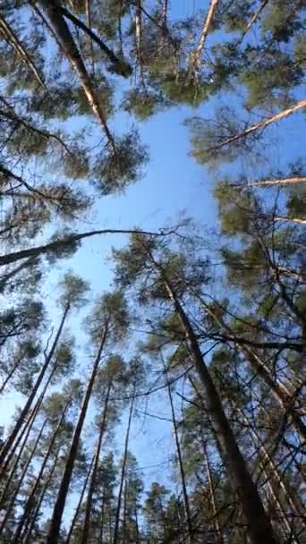 昼間の森の垂直ビデオ — ストック動画