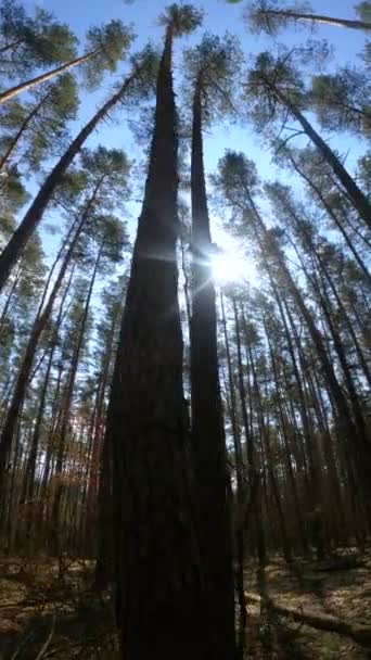 Vidéo verticale de la forêt de jour — Video
