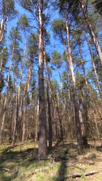 Verticale video van het bos overdag — Stockvideo