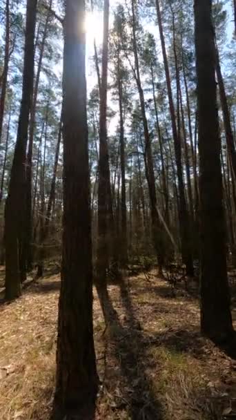 Vertical video of the forest by day — Stock Video