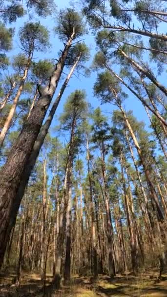 Függőleges videó az erdőről nappal — Stock videók