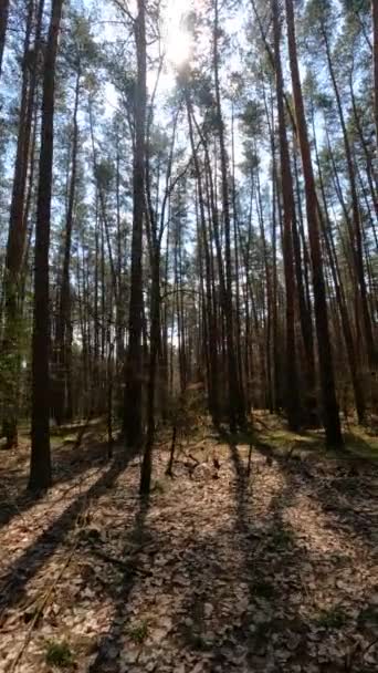 Vertical video of the forest by day — Stock Video