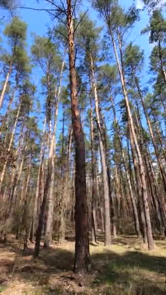 Lodret video af skoven om dagen – Stock-video