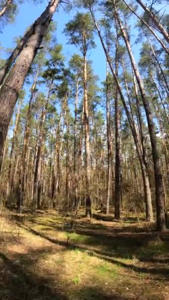 Verticale video van het bos overdag — Stockvideo