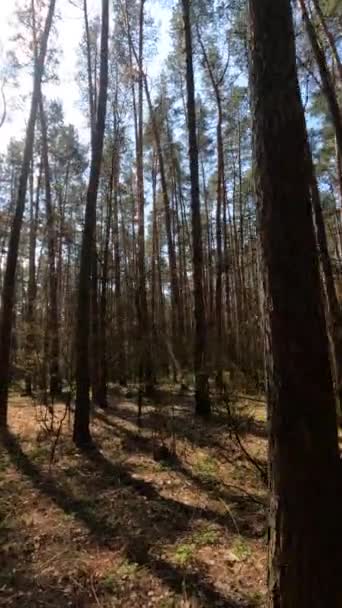 Vertical video of the forest by day — Stock Video