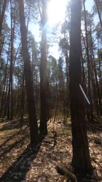 Verticale video van het bos overdag — Stockvideo